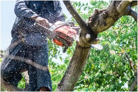 tree services Harleysville